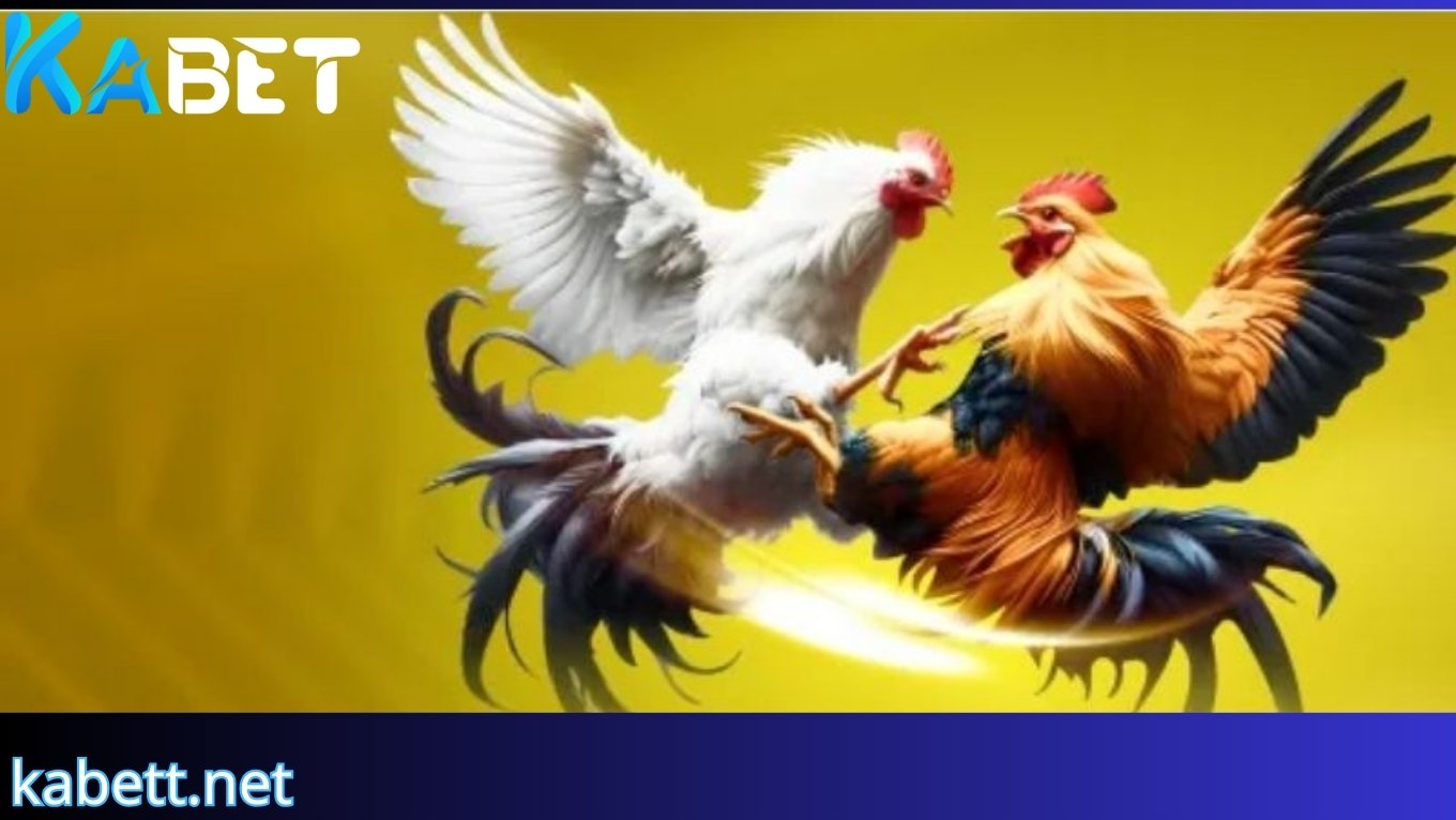 Sảnh đá gà KABET kịch tính và hấp dẫn