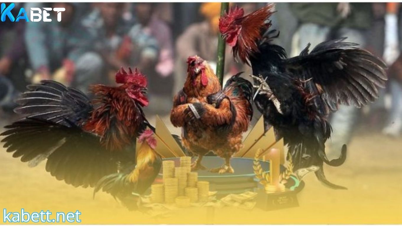 Ưu điểm của sảnh đá gà KABET